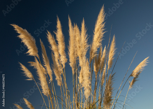 Floral background. Closeup view of Cortaderia selloana, also known as Pampas grass, ear of golden flowers spring blooming in the garden with a deep blue sky as background.