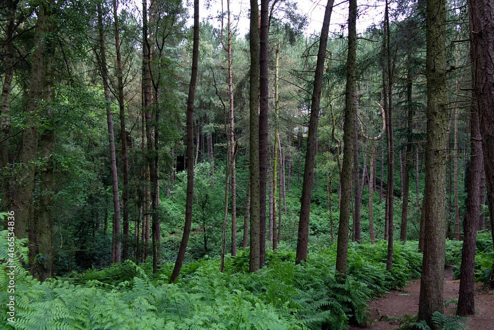 Fototapeta premium trees in the forest