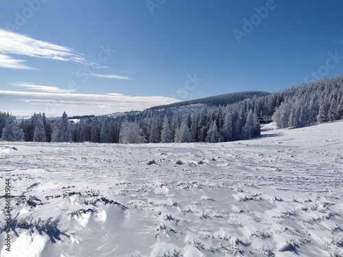 snow covered trees © Katarzyna