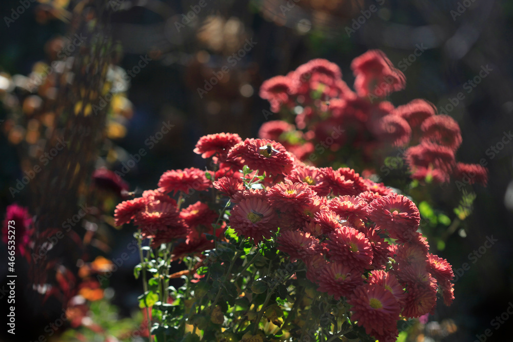 Fototapeta premium Colorful autumn plants on nature background