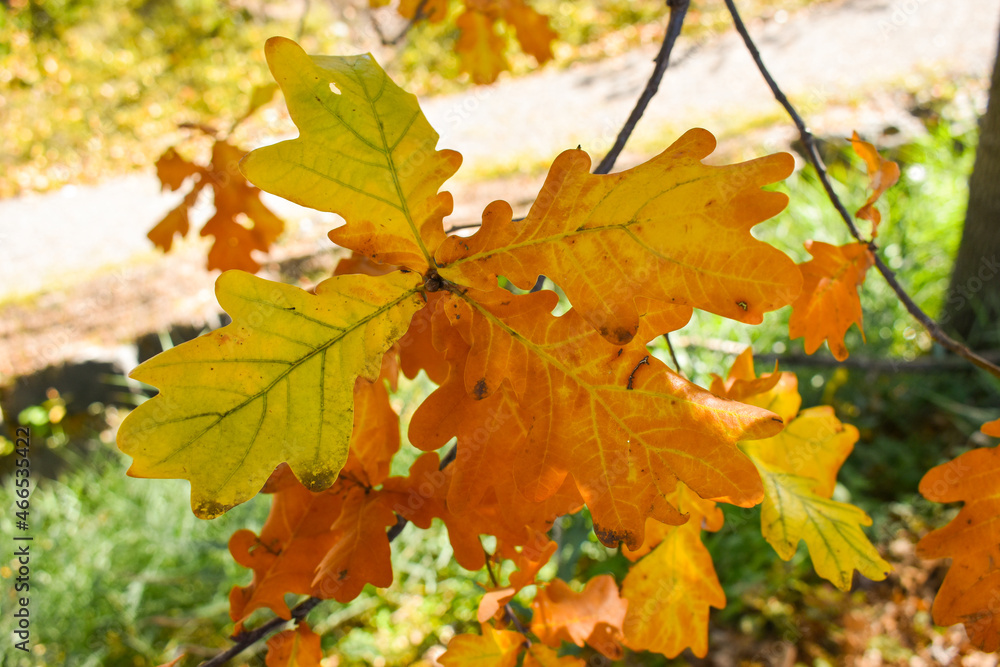 Schaan, Liechtenstein, October 27, 2021 Colorful leaves hanging on a branch at fall Schaan, Liechtenstein, October 27, 2021 Colorful leaves hanging on a branch at fall