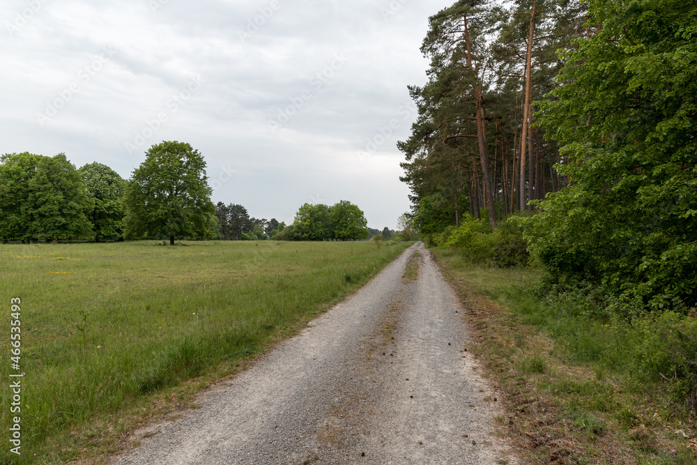 German Forest with path in the Brachenleite integral nature reserve and former military training ground near Tauberbischofsheim. German Forest with path in the Brachenleite integral nature reserve and former military training ground near Tauberbischofsheim.