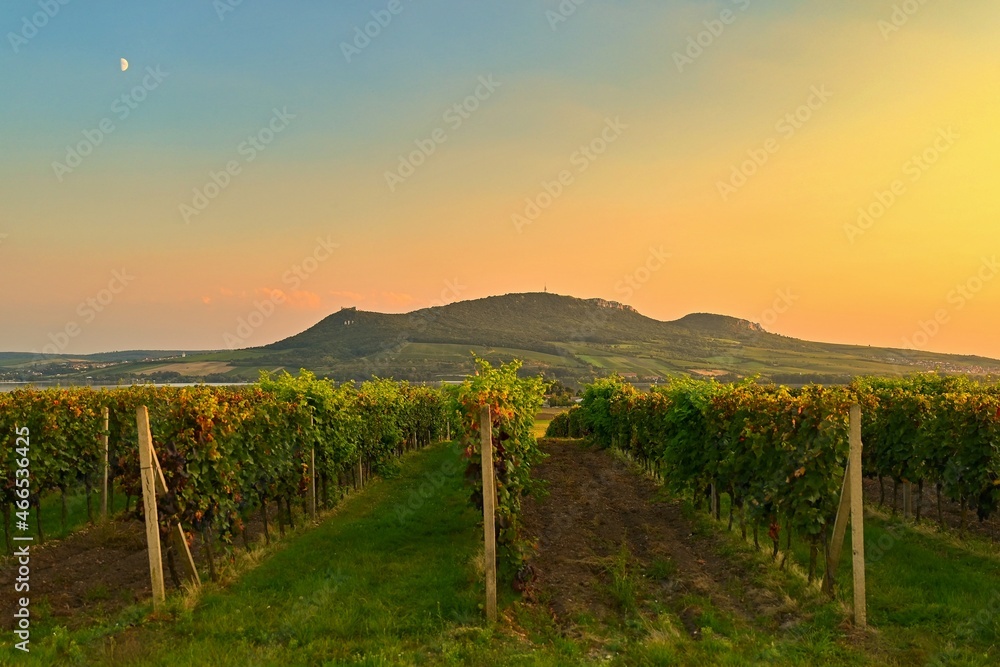 Vineyards - Palava region. South Moravia, Czech Republic.