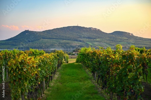 Vineyards - Palava region. South Moravia, Czech Republic.