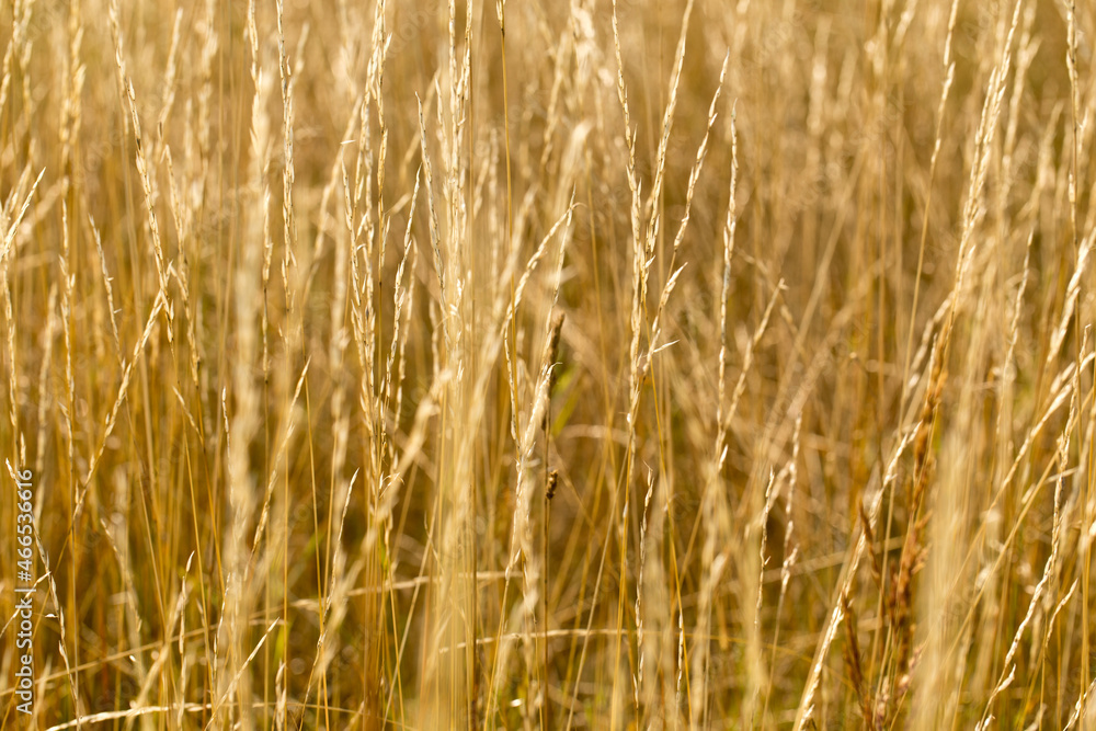 Yellow autumn grass in the field, golden landscape Yellow autumn grass in the field, golden landscape