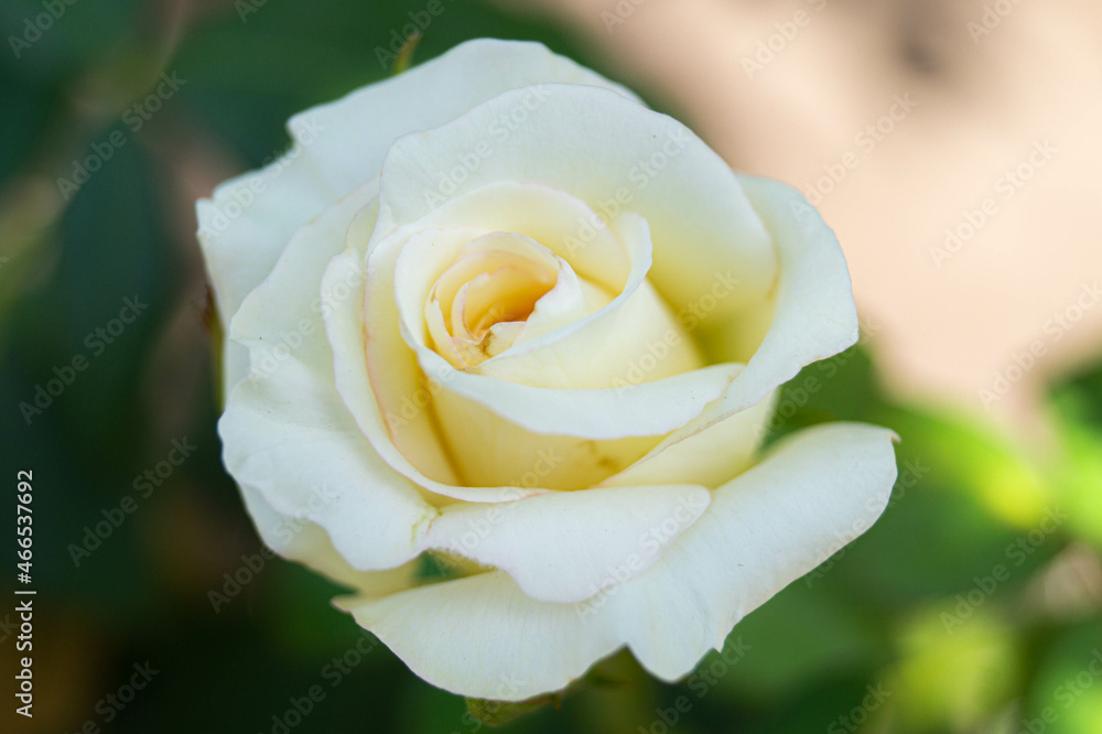 close up of a yellow rose close up of a yellow rose
