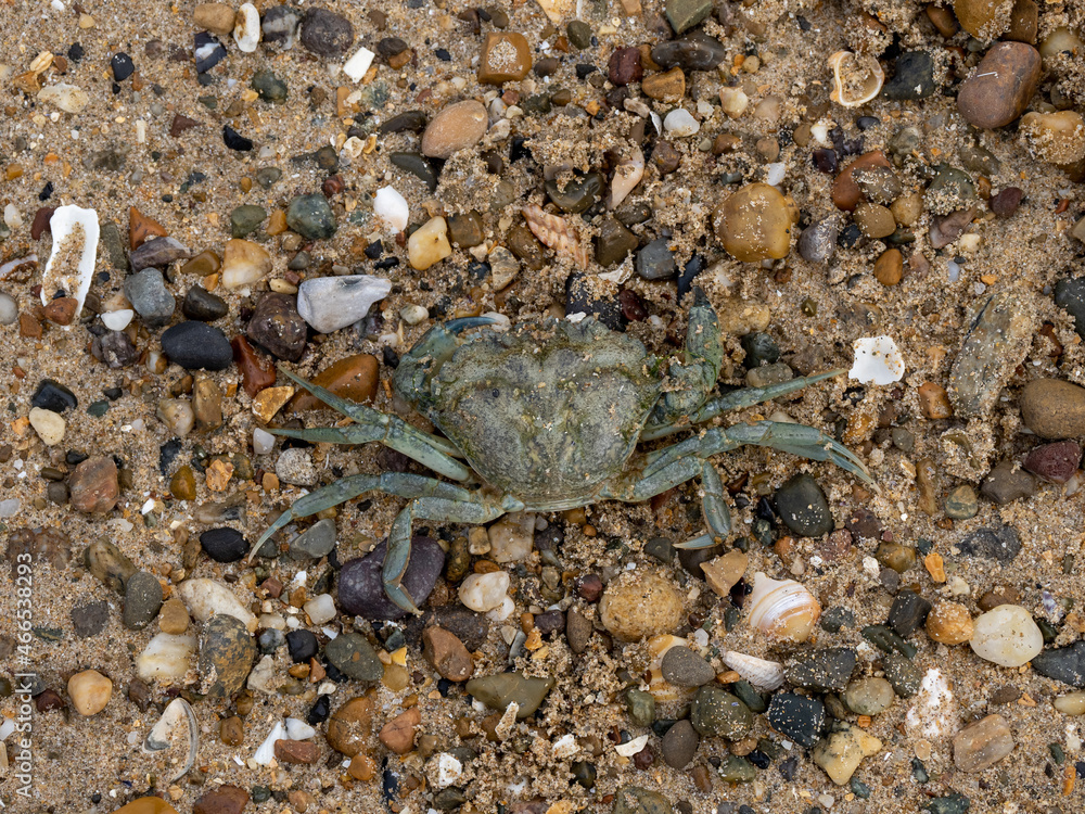 European Green or Shore Crab Deceased