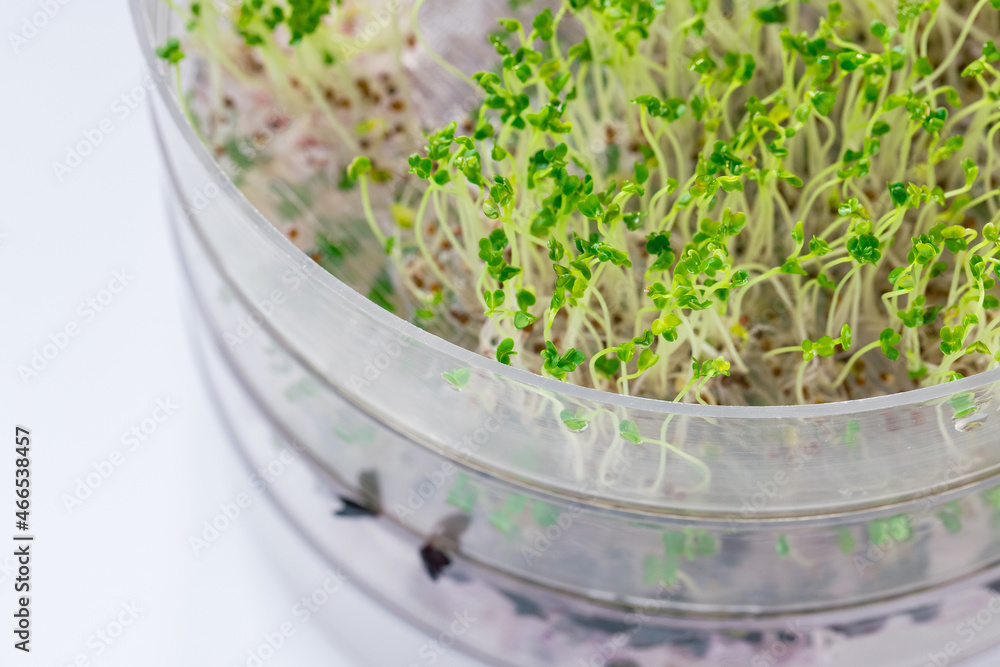 Fresh green broccoli sprouts in a transparent sprouter, white background. Healthy raw, vegan and vegetarian food with vitamins concept. Close up, selective focus, copy space Fresh green broccoli sprouts in a transparent sprouter, white background. Healthy raw, vegan and vegetarian food with vitamins concept. Close up, selective focus, copy space