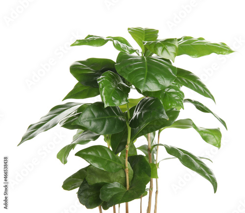 Coffee plants with green leaves on white background