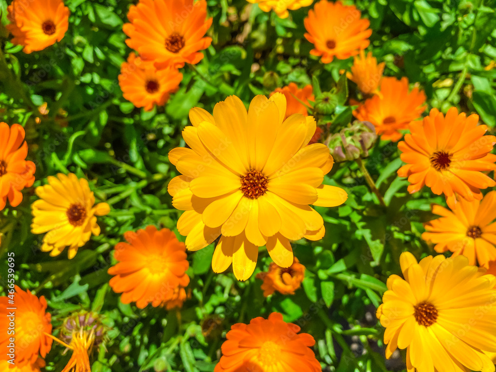 orange flowers in the garden orange flowers in the garden
