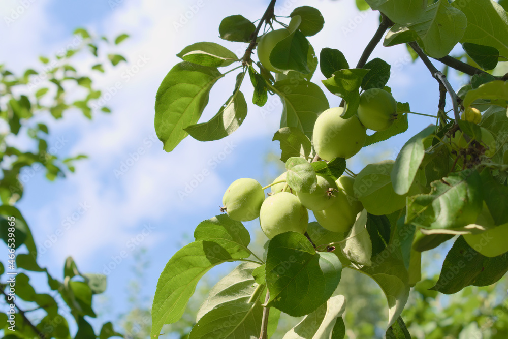 Ripening apples in a summer orchard