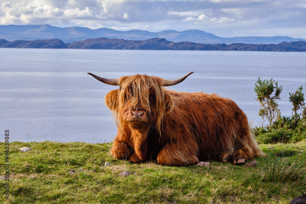 Scotland cow or highland cattle watching into the camera - obrazy, fototapety, plakaty 