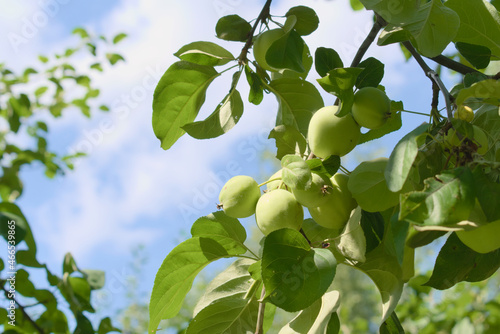 Obraz na płótnie Ripening apples in a summer orchard w salonie