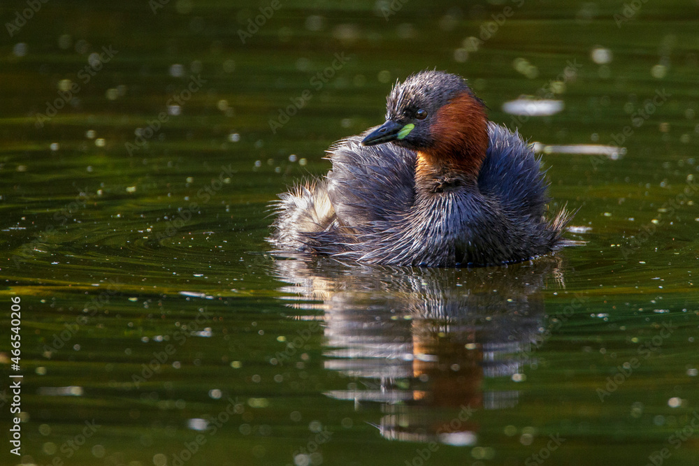 Zwergtaucher (Tachybaptus ruficollis) Zwergtaucher (Tachybaptus ruficollis)