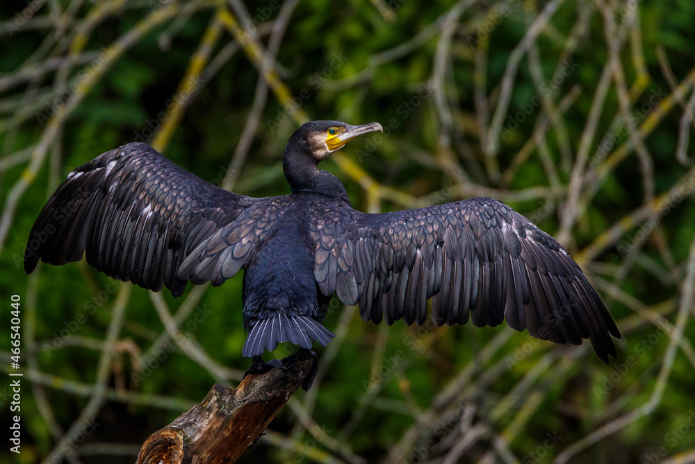 Naklejka premium Kormoran (Phalacrocorax carbo)