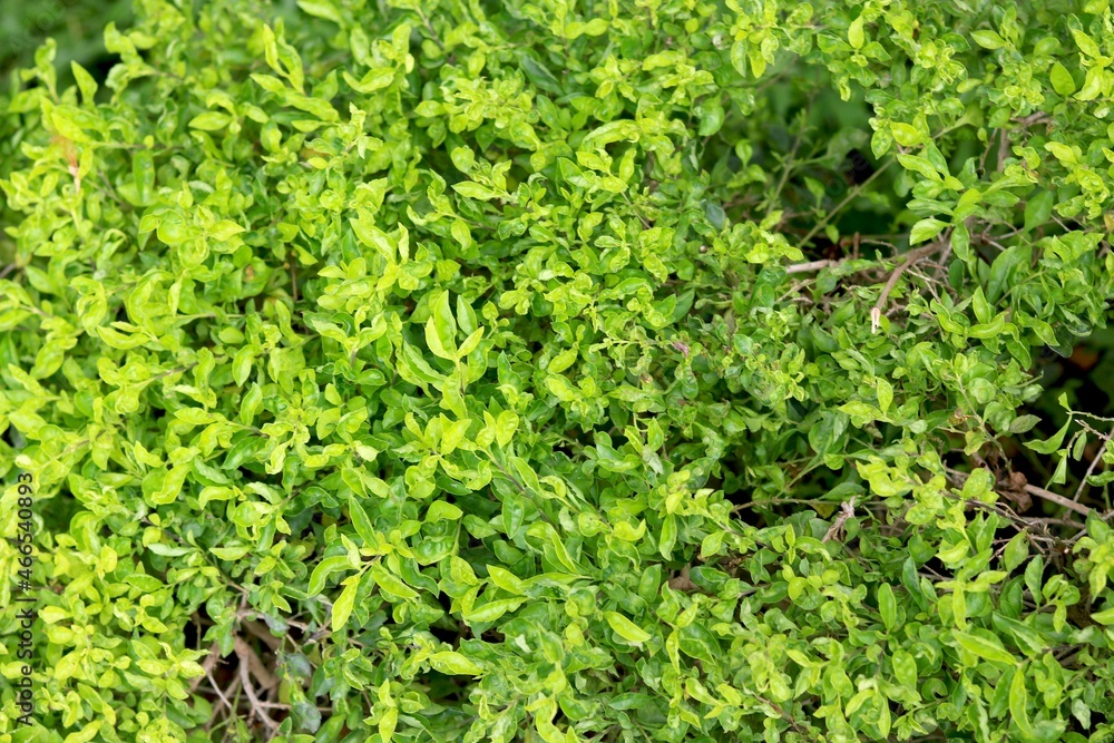 Patriot view of green leaf plant Patriot view of green leaf plant