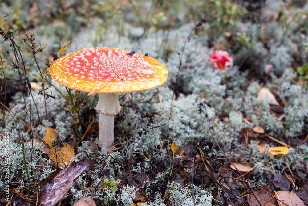 Red young amanita among lichen in the autumn forest in Karelia Red young amanita among lichen in the autumn forest in Karelia