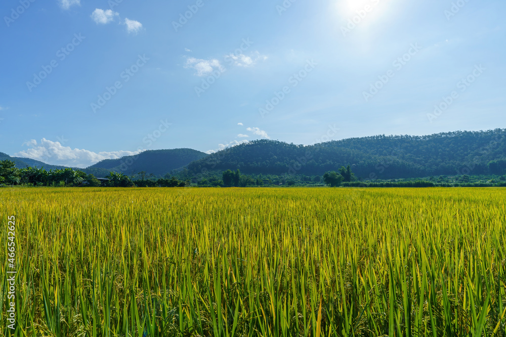 sun on the sky, golden yellow rice fields