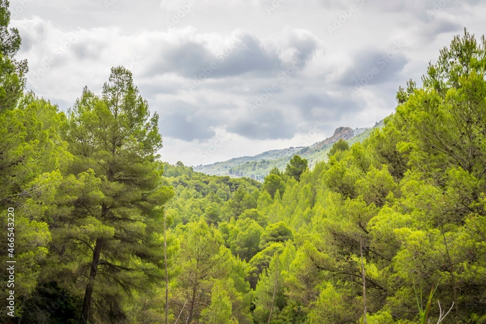 Pine forest in the Guadalest swamp on a day with gray clouds, Alicante. Pine forest in the Guadalest swamp on a day with gray clouds, Alicante.