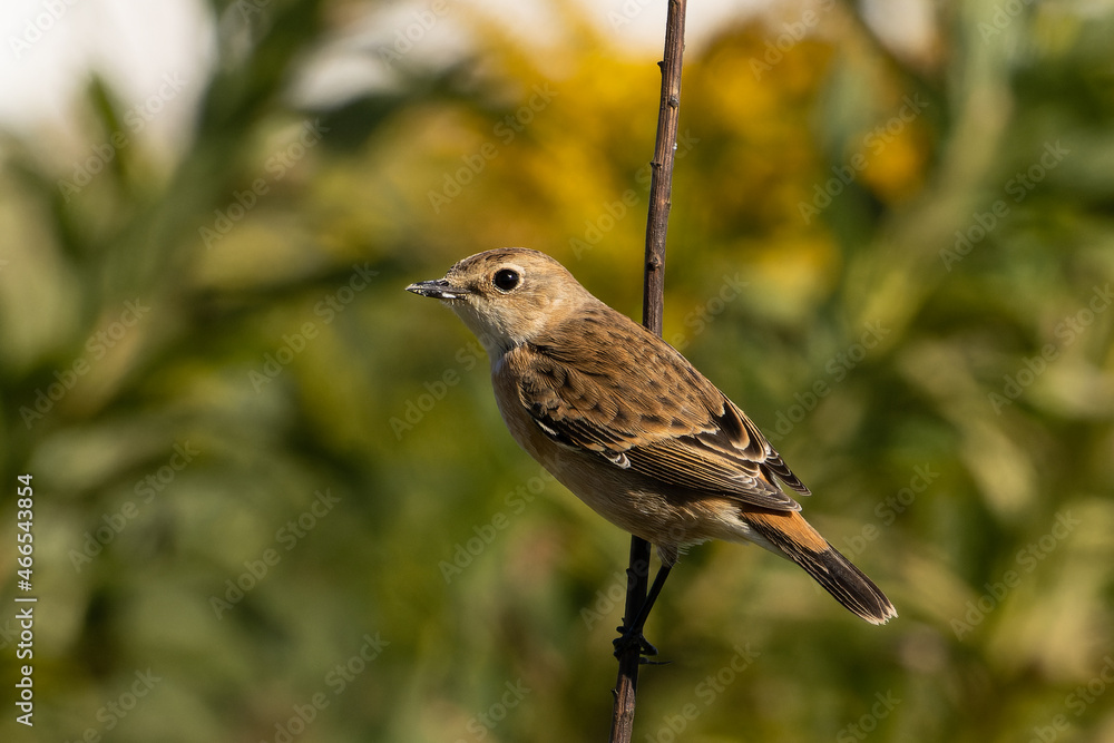 Fototapeta premium 逃げようとしているノビタキ