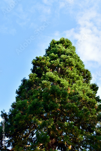 Bottom view of a cypress tree against blue sky