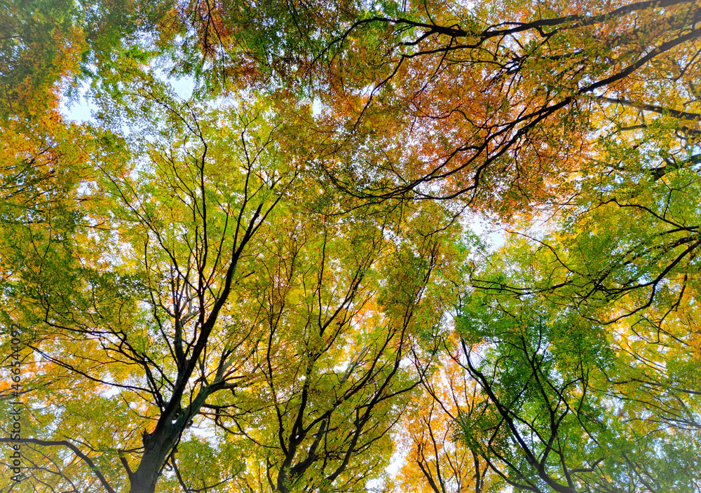 autumn leaves in the sun autumn leaves in the sun