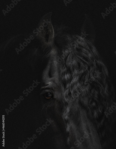 Portrait of a friesian horse (stallion) on a white background