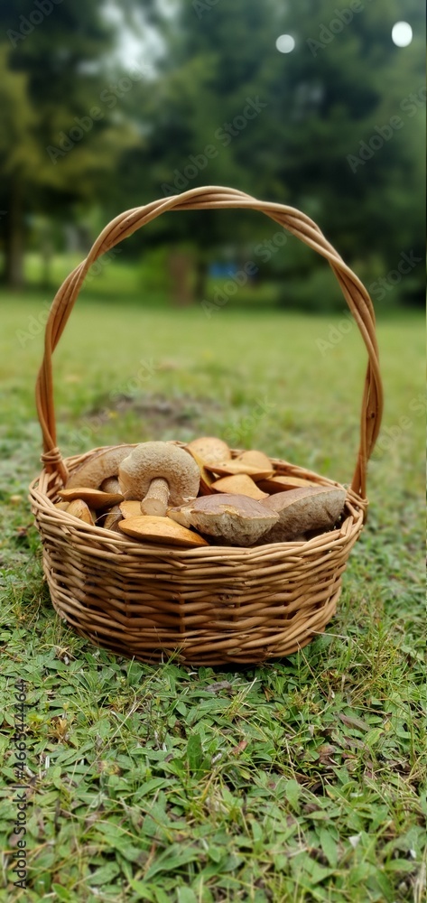 kosz, grzyby, jesień kosz, grzyby, jesień