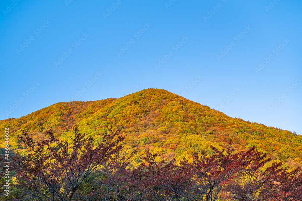 朝日が当たる紅葉した山