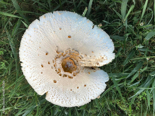 Bodacious eight inch mushroom in the grass.
