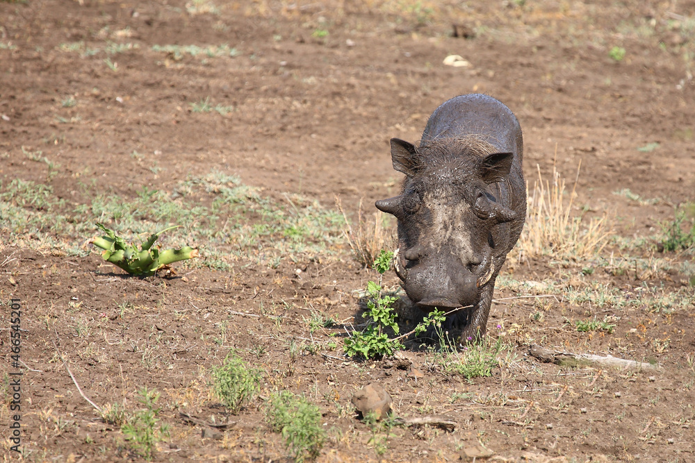 Fototapeta premium Warzenschwein / Warthog / Phacochoerus africanus