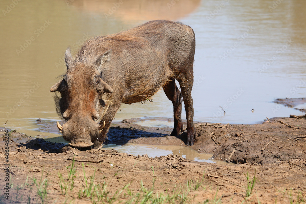 Warzenschwein / Warthog / Phacochoerus africanus Warzenschwein / Warthog / Phacochoerus africanus