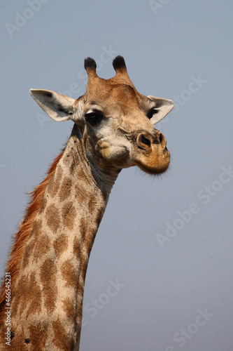 Photography Giraffe / Giraffe / Giraffa camelopardalis