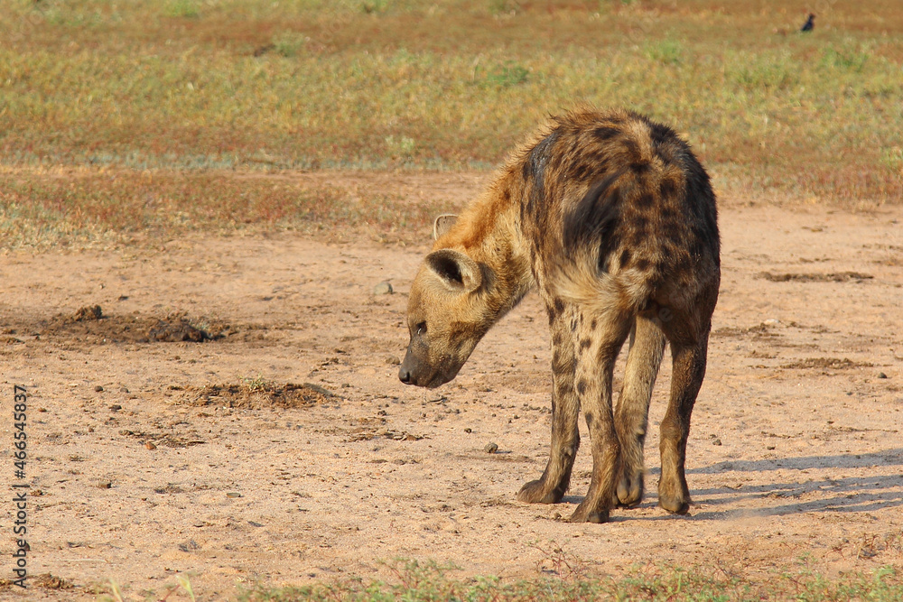 Tüpfelhyäne / Spotted hyaena / Crocuta crocuta.. Tüpfelhyäne / Spotted hyaena / Crocuta crocuta..