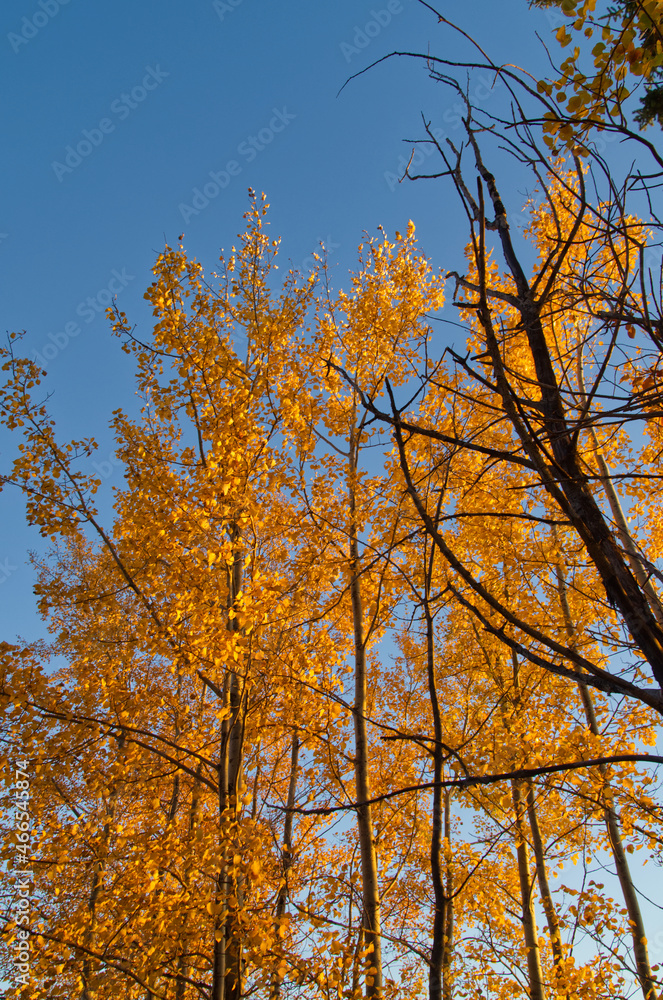 Autumn Trees against a Blue Sky
