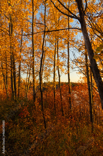 Autumn Trees in the Evening