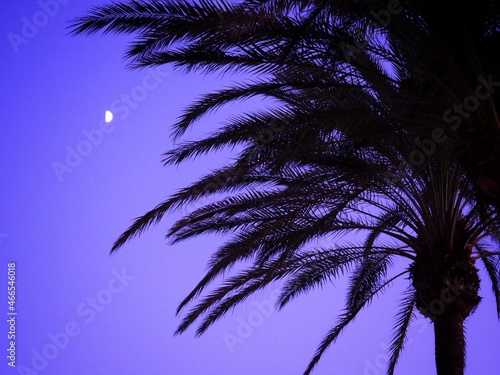 palm tree silhouette