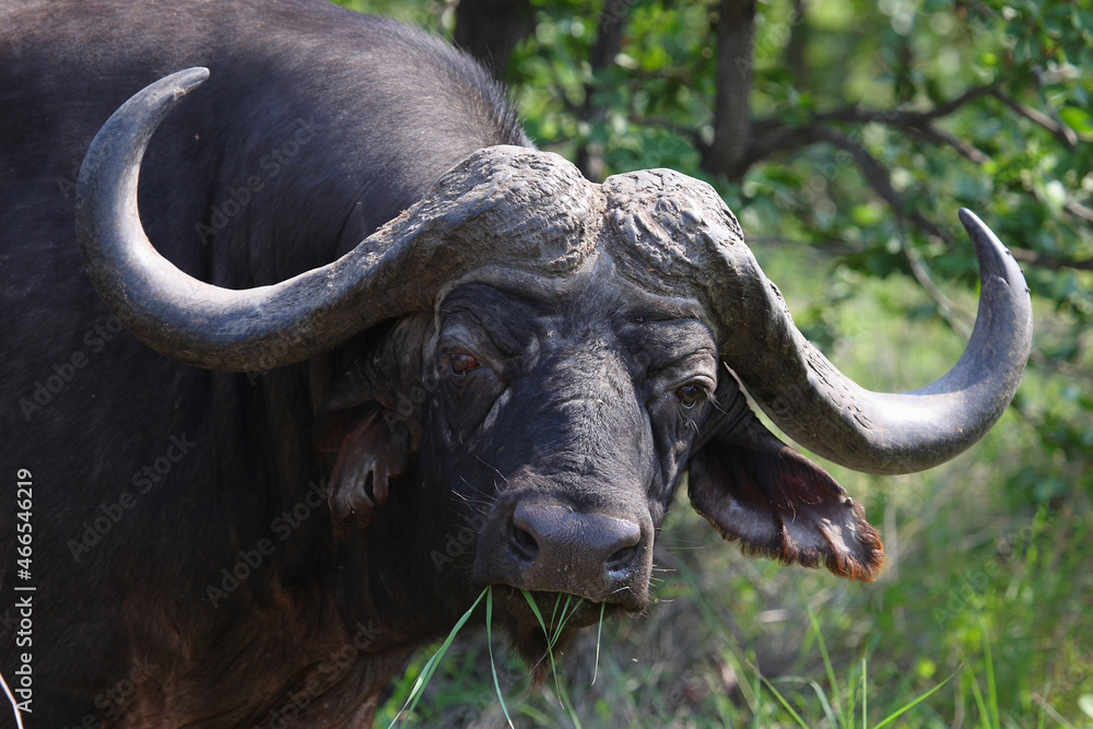 Naklejka premium Kaffernbüffel / African buffalo / Syncerus caffer