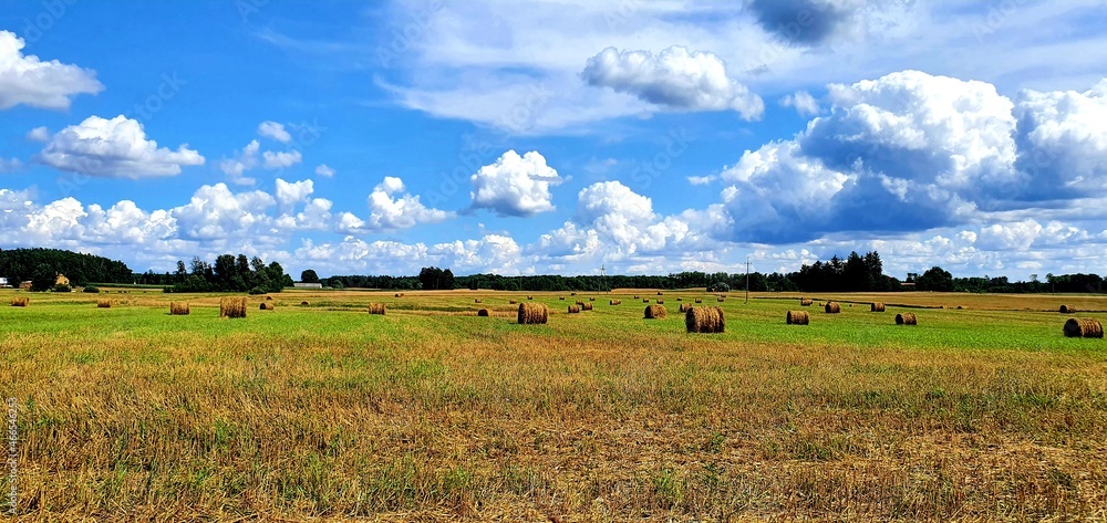 Fototapeta premium łąka, żniwa, lato