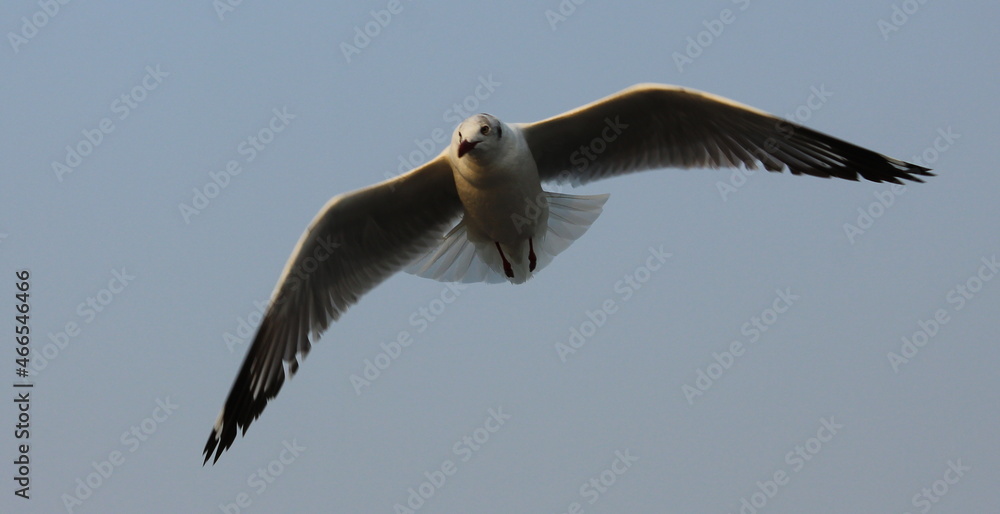 Fototapeta premium Osprey in flight