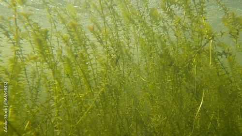 Pulling Out Through Canadian Elodea Waterweed Underwater in a Pond, County Wicklow photo