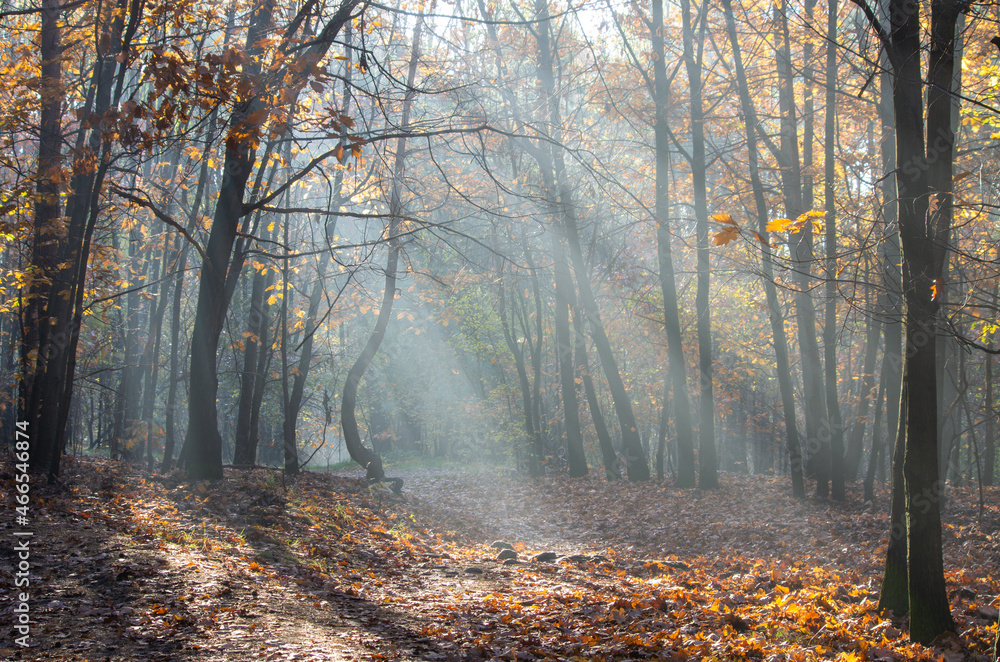 Jesienny las w Bukownie - refleksy świetlne.