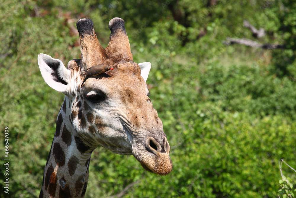 Giraffe / Giraffe / Giraffa Camelopardalis. Giraffe / Giraffe / Giraffa Camelopardalis.