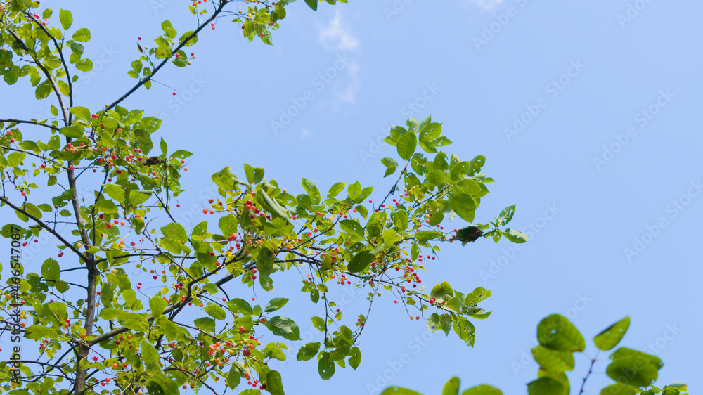 Chokecherry (padus virginiana) with ripening berries Chokecherry (padus virginiana) with ripening berries