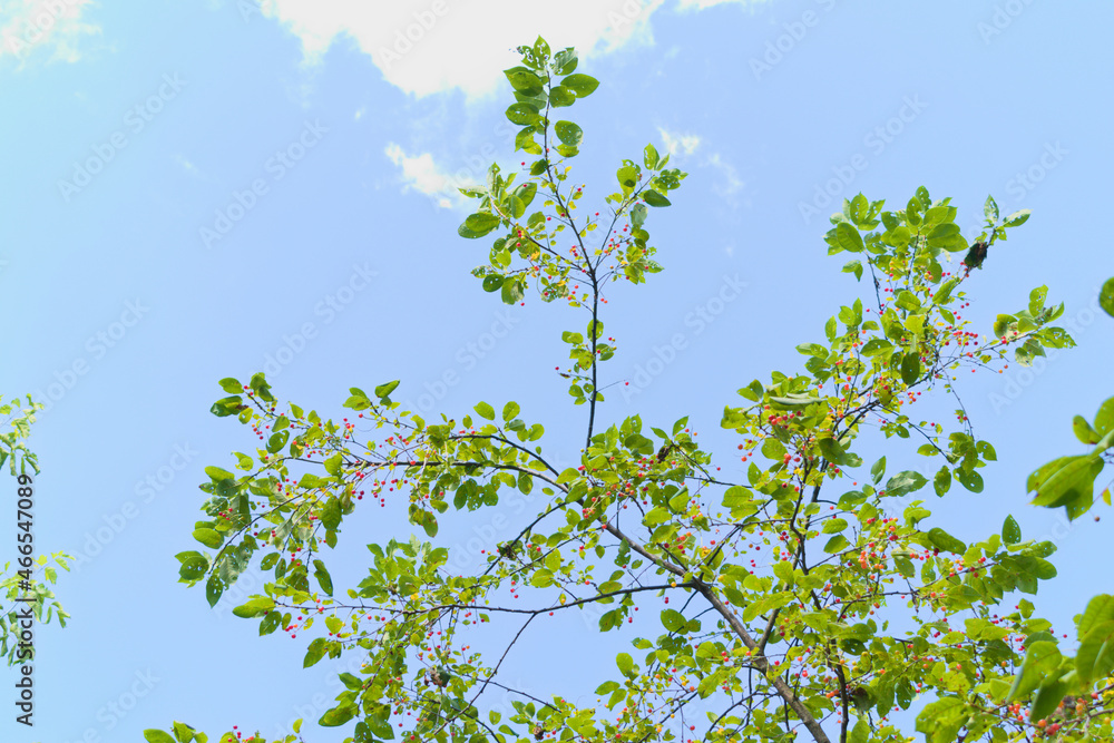 Chokecherry (padus virginiana) with ripening berries