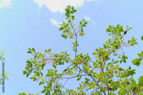 Obraz na płótnie Chokecherry (padus virginiana) with ripening berries w salonie