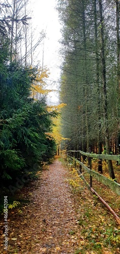 leśna ścieżka, las, jesień © Kamil
