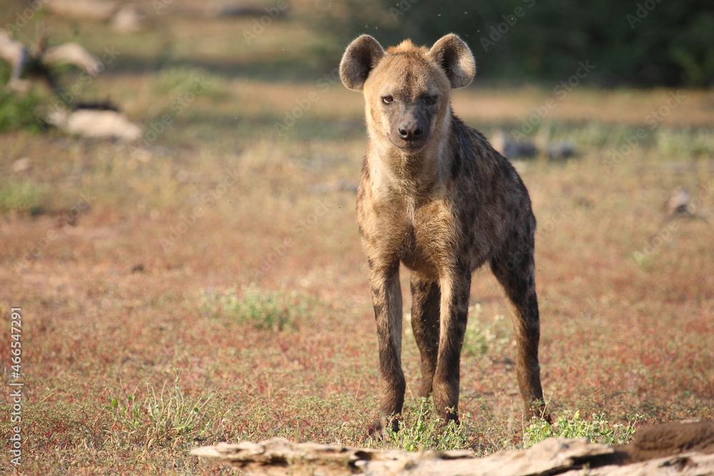 Fototapeta premium Tüpfelhyäne / Spotted hyaena / Crocuta crocuta..