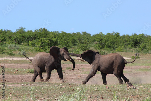 Afrikanischer Elefant   African elephant   Loxodonta africana.