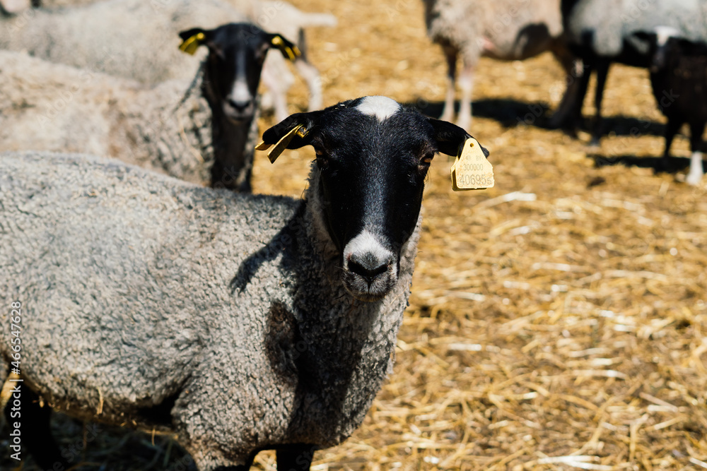 Fototapeta premium Group of funny sheeps. Portrait of sheep on the farm.